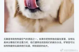 狗狗频繁出现舔空气行为，可能是这7个原因图片