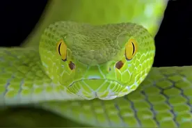 为什么蛇不能眨眼？图片