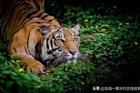 古代志怪故事：虎数则图片