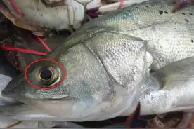 买鲈鱼，不是越大越好，记住避开3种鲈鱼，新鲜肉嫩口感好图片