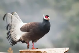 陕西农村惊现巨型黑鸡，体长1米性情凶残，专家蹲守发现真面目图片