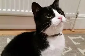 花一个月总结猫咪驱虫药物，纯干货图片