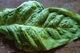 烟叶的化学成分和调制原理图片