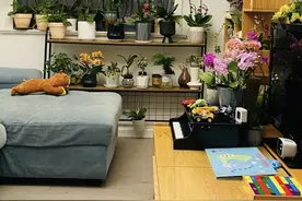 养花15年，发现经久不衰的“蝴蝶兰”，真的是大坑，养它太惨了图片