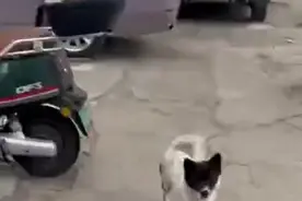 流浪狗被投喂后跑5公里外等待恩人，当事人：这么冷的天它一直在那等，很感动图片