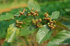 拐枣：以前在农村很多，外形很“丑”，但价值大，农民常用来泡酒图片