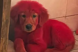 金毛咬破染发膏以后，被主人染成“火龙果色”：别的狗都嫌弃它图片