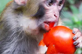 印度猴子泛滥成灾，抢劫路人报复摔狗，印度人为何拿猴子没办法？图片