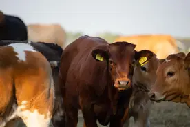 犊牛断奶母牛多长时间回奶？母牛断奶后涨奶怎么处理？试试这样做图片