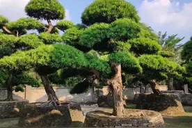 分享一批罗汉松，确实养眼图片