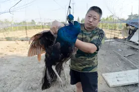 高大上！扬州乡村大叔自孵孔雀当宠物养图片