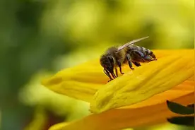 当心“蜂”出没，防“蜂”秘籍请收好！图片