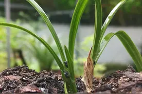 你相信吗？只需三个月，就能让兰花小芽长成壮苗！技术核心就3条图片