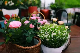 这6种花不能长太高，一长高就得赶紧剪，越矮才能越漂亮图片