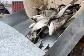 4.5万斤鱼苗投放滴水湖，修复改善水域生态环境！图片