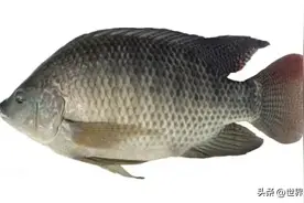 罗非鱼六大品种，大多人只知道一种，知识科普！图片