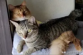 主人深夜偷吃夜宵，猫咪眼睛瞪得像铜铃：第一口应该是我的图片