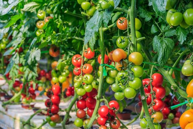 樱桃番茄的种植（甜蜜果沾土就疯长）