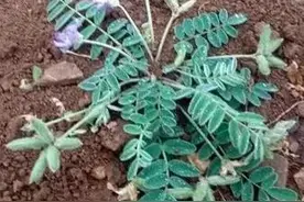 米口袋，也叫甜地丁图片