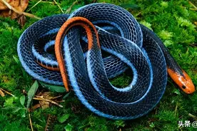 中国境内蛇类110种图文介绍，有你知道的吗？一起来看看吧！图片