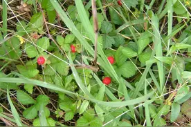 果实像草莓，俗称“龙吐珠”，老人常说有毒不能吃，如今出乎珍贵图片