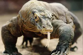 如果被科莫多巨蜥袭击，怎么做才能活下来？人类跑得过它吗？图片