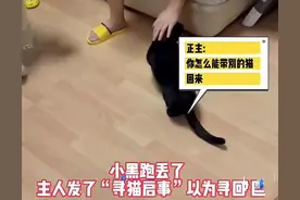 黑猫走丢后找到了，10天后来了只一样的，女子疑惑：复制粘贴的？图片