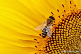 咋用手机拍摄微距？参数怎么调节，总拍不清晰该咋办图片
