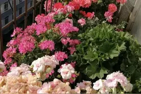 5种过期食品不要扔，都是大肥王，塑料瓶里泡一泡，养花棒棒的图片