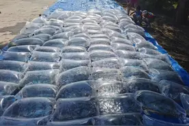 10.3万尾“施氏鲟”幼鱼 放入黑龙江干流萝北肇兴段鲟鳇鱼自然保护区图片