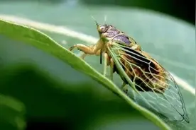 今日是“天地交泰日，青龙配五瑞，不做三件事”，分别是哪三事？图片