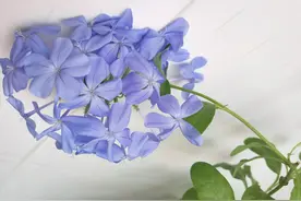 什么是五福图片