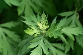 可食用野菜之——艾草图片