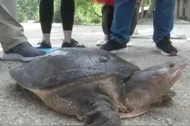 我国多省出现佛罗里达鳖，黄河或成“重灾区”？会不会泛滥成灾？图片