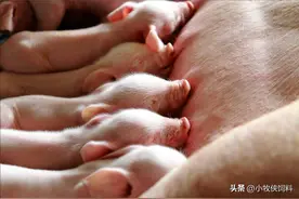 仔猪饲料配方比例是多少？小猪饲料的配方表配料详细，收藏学习图片