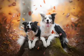 狗交配需要多长时间？能否强行分开强行分？开会导致怎样的后果图片