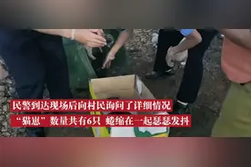 黑龙江村民清理秸秆发现6只“猫咪”幼崽，警方：是豹猫，国家二级保护动物图片