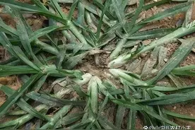 让农民厌恶的牛筋草，却有人高价回收做买卖，你认识吗图片