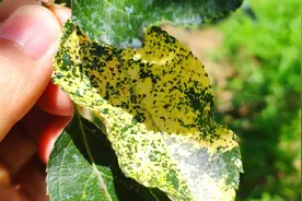 苹果栽培管理中最常见、危害最严重的一种病毒性病害，花叶病图片