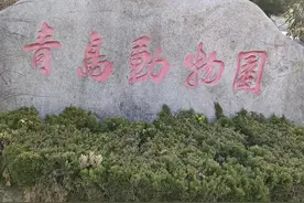 青岛动物园一日游图片