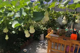 家庭如何种植手捻葫芦，你会把玩，但是会自己种植吗图片