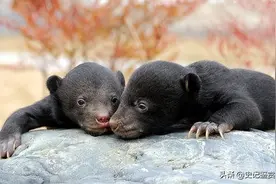 2017年，四川村民上山采药捡下两只黑熊，比小孩还听话不愿离开图片