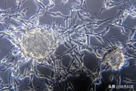 这种水果别吃了！“真菌毒素”可不是开玩笑的......图片