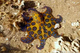 地球上的10种毒物：有些一碰即亡，可以瞬间毒死60个成年人图片