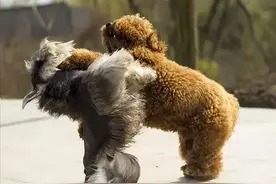 为何“雪纳瑞”越来越少人养？脾气再好，也躲不过这几点图片