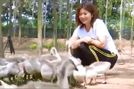 18年女子救下受伤大雁，伤好后竟舍不得离开，还带回百只同伴定居图片