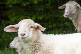 新生羔羊护理，不只是说说那么简单！养殖户应该怎么做？图片