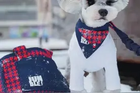 修剪出来的“米奇耳”还说是萌系？狗狗是随意修剪的衣服吗？图片
