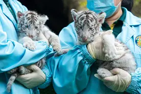 虎年迎虎福，呆萌白虎龙凤胎亮相图片