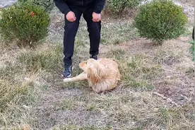 江苏：金毛被打断双腿后任其自生自灭，术后狗狗见恩人拼命摇尾巴图片